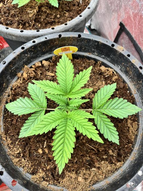 Alien Moonrock by original sensible. Week 2