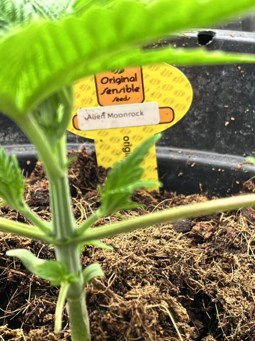 Alien Moonrock by original sensible. Week 2