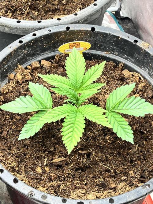 Alien Moonrock by original sensible. Week 2