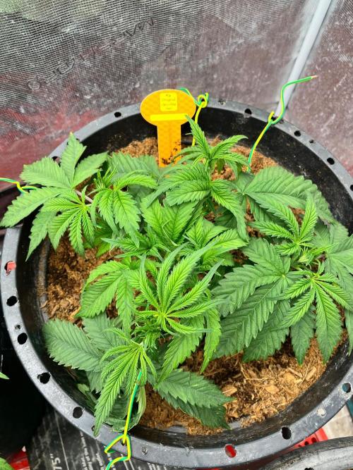 Alien Moonrock by original sensible. Week 3