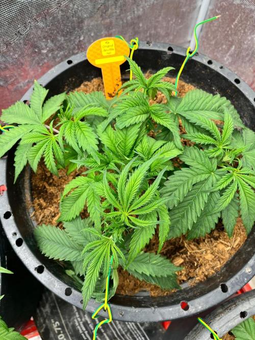 Alien Moonrock by original sensible. Week 3