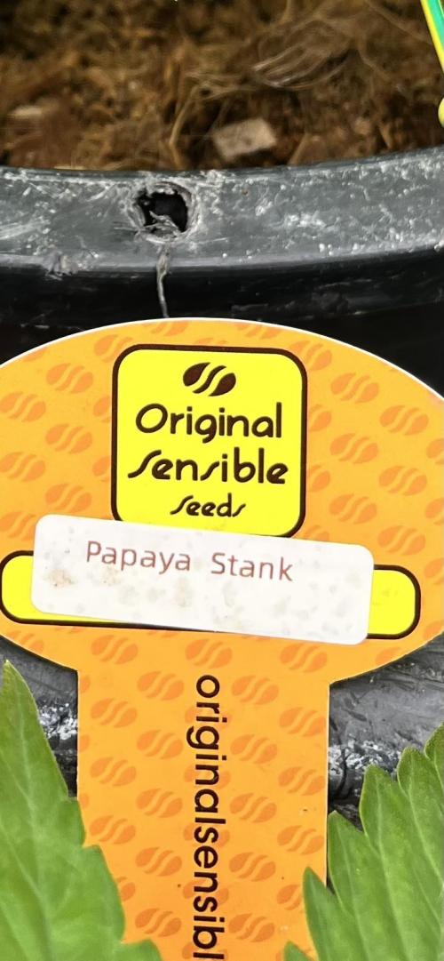 Papaya Stank by original sensible. Week 3