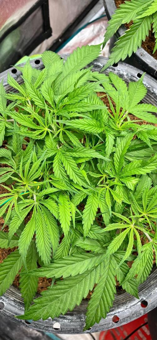 Papaya Stank by original sensible. Week 3