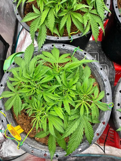 Papaya Stank by original sensible. Week 3