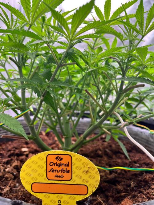 Papaya Stank by original sensible. Week 4
