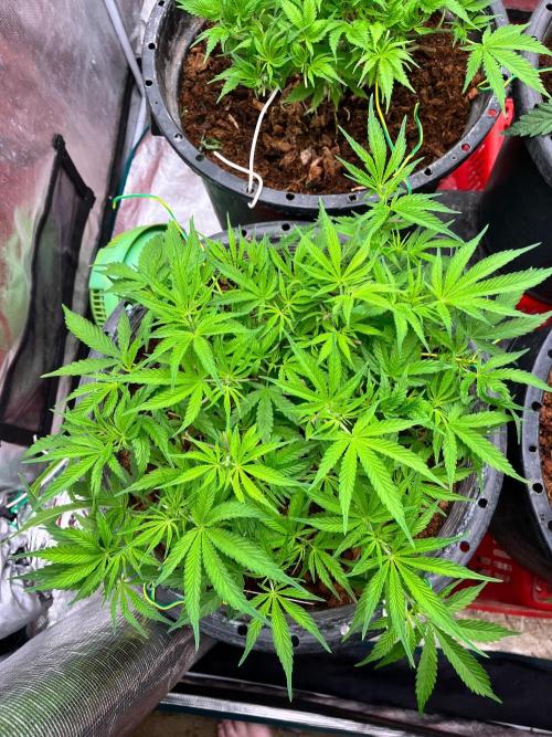 Papaya Stank by original sensible. Week 4