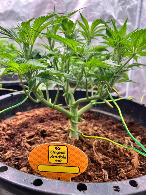 Alien Moonrock by original sensible. Week 4
