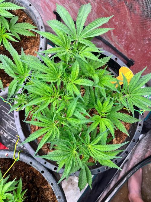 Alien Moonrock by original sensible. Week 4