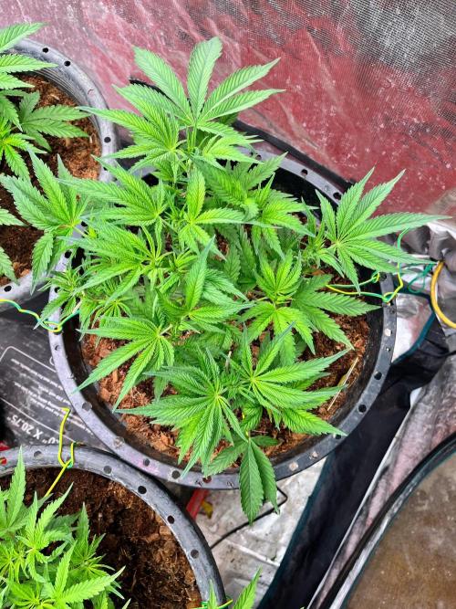 Alien Moonrock by original sensible. Week 4