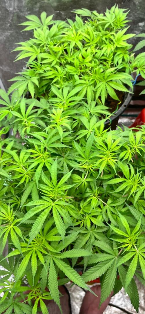 Papaya Stank by original sensible. Week 5