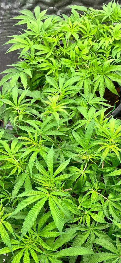 Papaya Stank by original sensible. Week 5