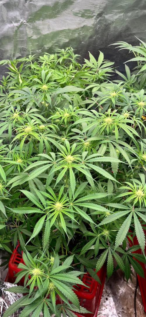 Papaya Stank by original sensible. Week 6