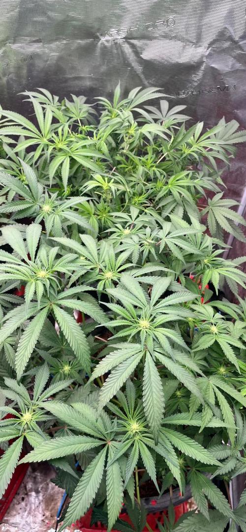 Alien Moonrock by original sensible. Week 6