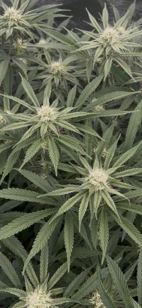 Papaya Stank by original sensible. Week 7