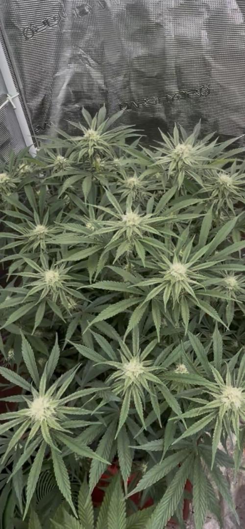 Papaya Stank by original sensible. Week 7