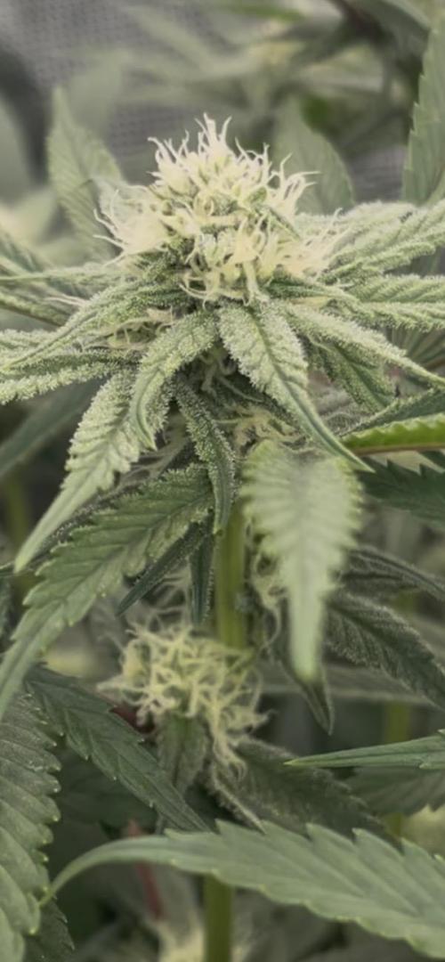 Papaya Stank by original sensible. Week 7