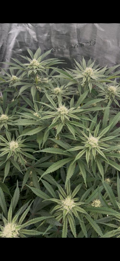 Papaya Stank by original sensible. Week 7