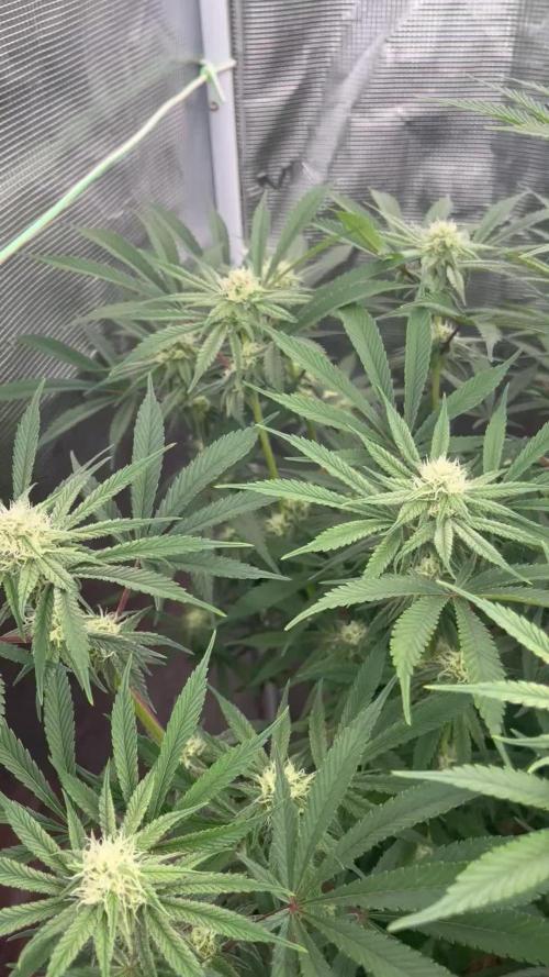Papaya Stank by original sensible