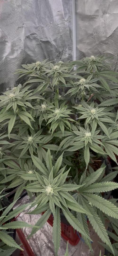 Alien Moonrock by original sensible. Week 7