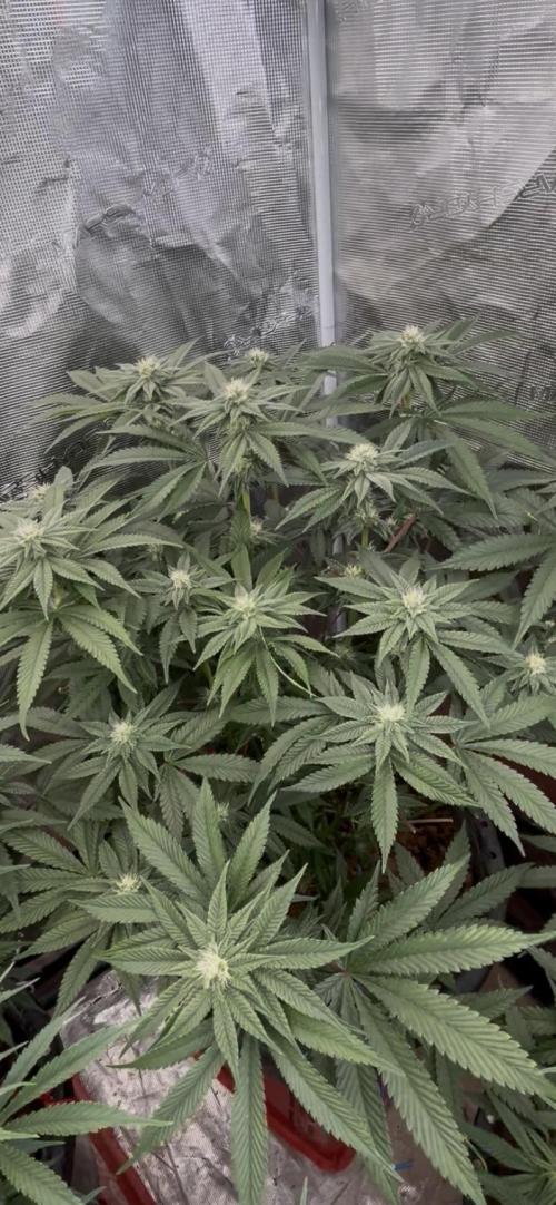Alien Moonrock by original sensible. Week 7
