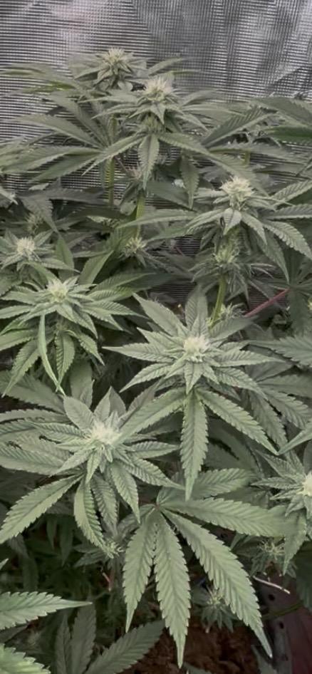 Alien Moonrock by original sensible. Week 7