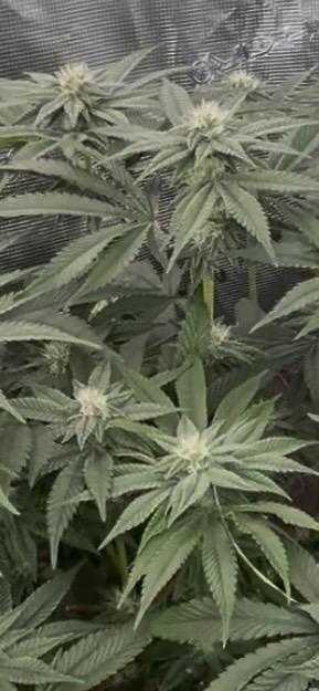 Alien Moonrock by original sensible. Week 7