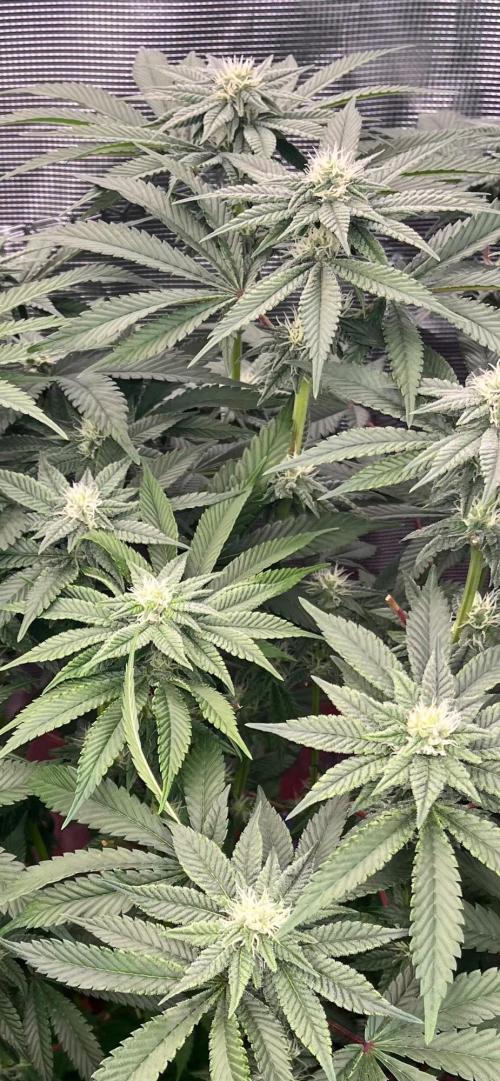 Alien Moonrock by original sensible. Week 7