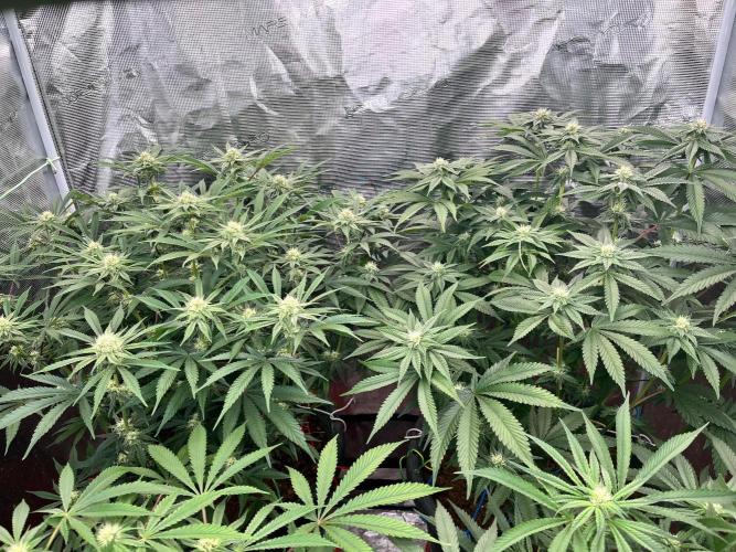 Alien Moonrock by original sensible. Week 7