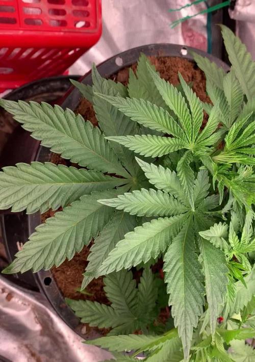 Fat Bastard weedseedexpress