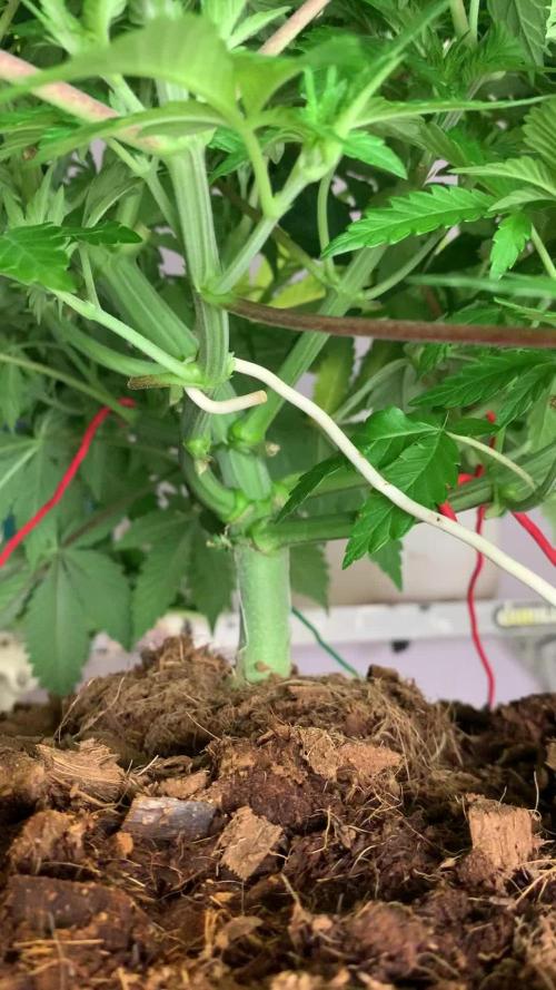 Fat Bastard weedseedexpress