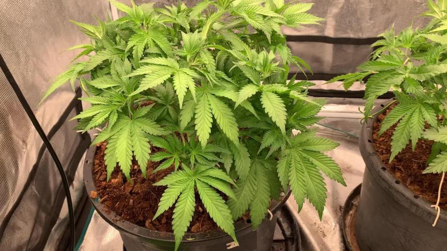 Fat Bastard weedseedexpress