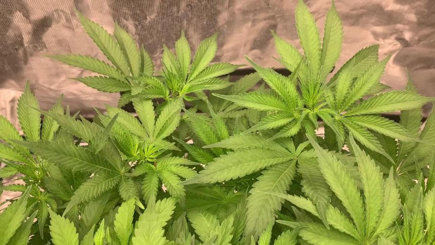 Fat Bastard weedseedexpress