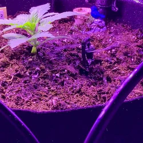 Colorado Gnome Grown