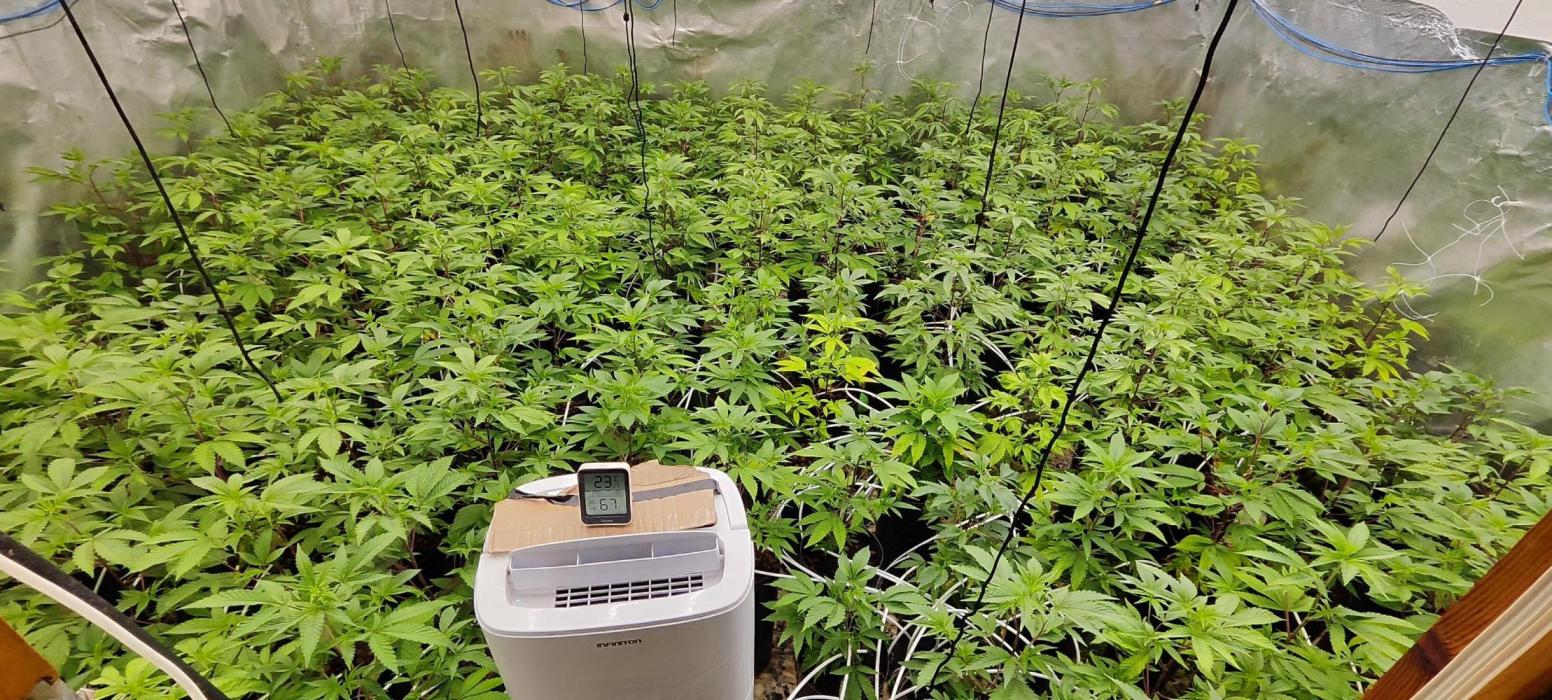 Plagron 100%. Week 2 - 100% pragron 