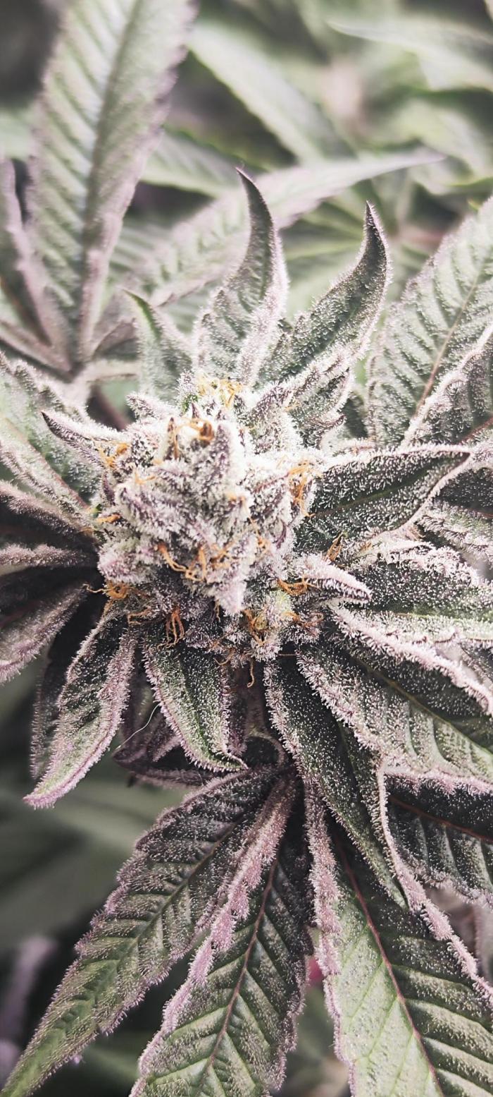 Plagron 100%. Week 9 - 💚