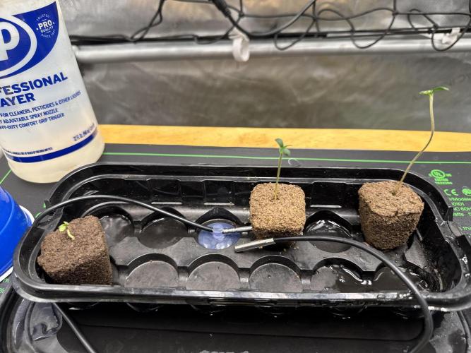 Mephisto 3 ways. Week 0 - And we’re off 3/3.  Vivosun seedling mat to keep them cozy.