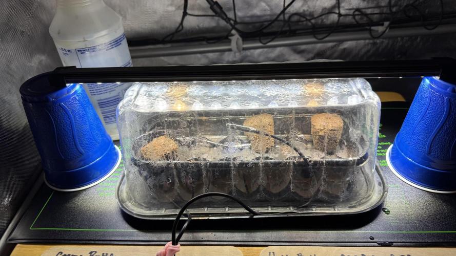 Mephisto 3 ways. Week 0 - Makeshift dome from a cake box from the grocery store.