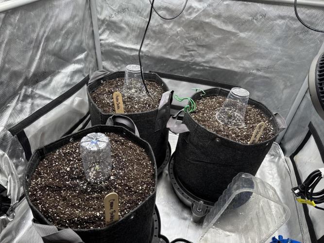 Mephisto 3 ways. Week 1