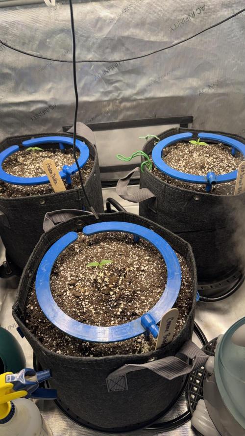 Mephisto 3 ways. Week 2