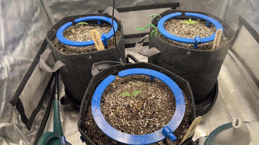 Mephisto 3 ways. Week 2