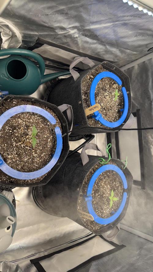 Mephisto 3 ways. Week 2