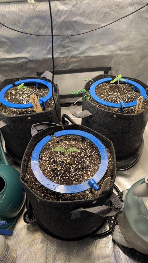 Mephisto 3 ways. Week 2