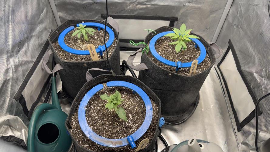 Mephisto 3 ways. Week 3