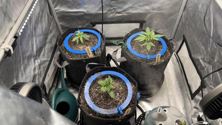 Mephisto 3 ways. Week 3