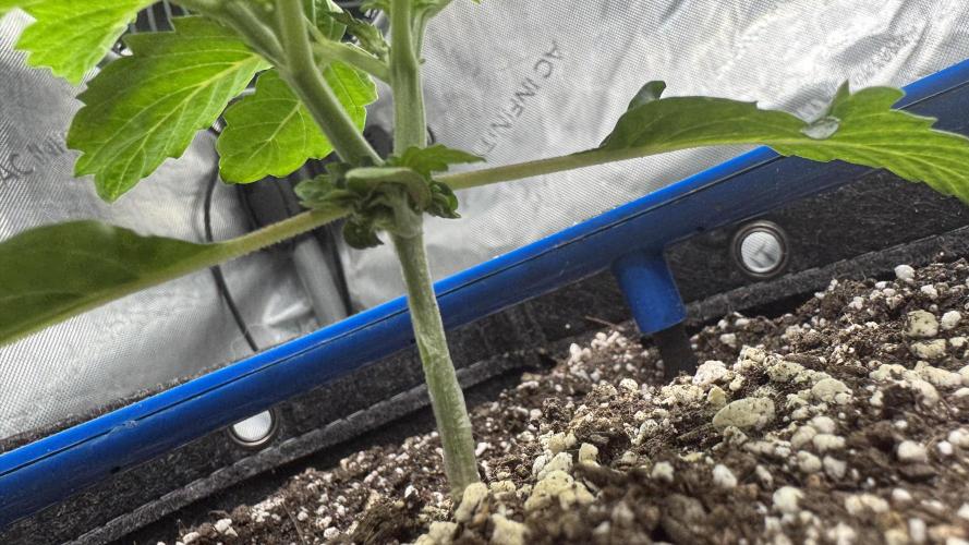Mephisto 3 ways. Week 3 - can anyone tell me what happened here?  This is the Creme Bubbly.  