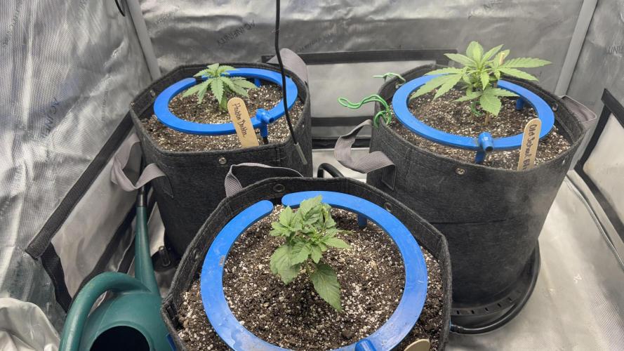 Mephisto 3 ways. Week 3 - Creme Bubbly in the front.