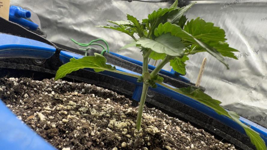 Mephisto 3 ways. Week 3 - CB another angle
