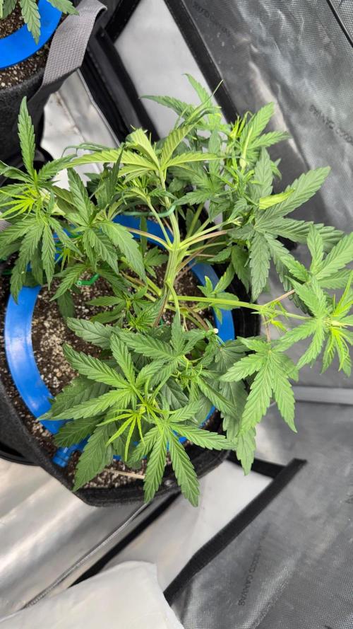Mephisto 3 ways. Week 4
