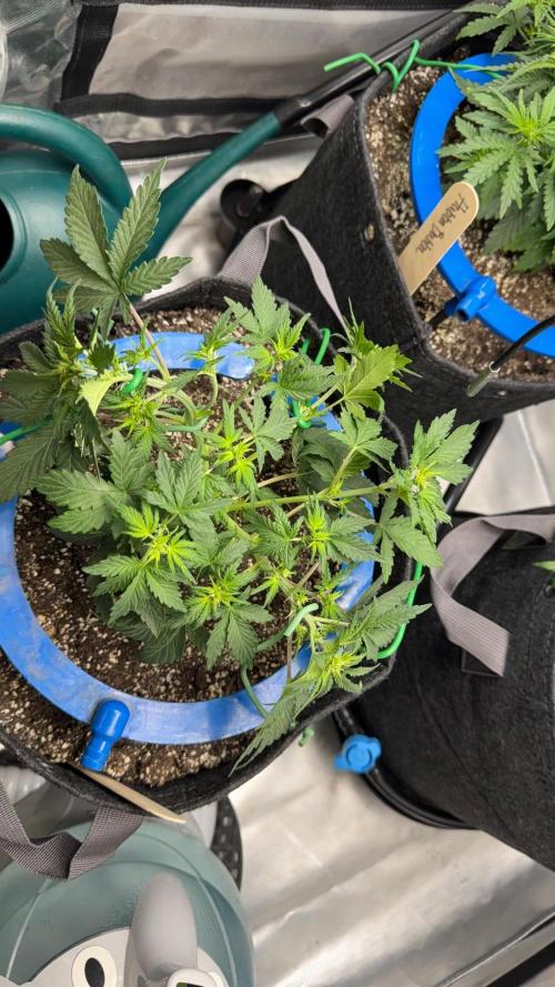 Mephisto 3 ways. Week 4