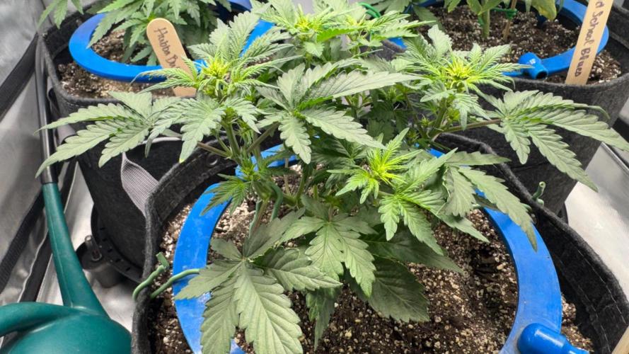 Mephisto 3 ways. Week 4